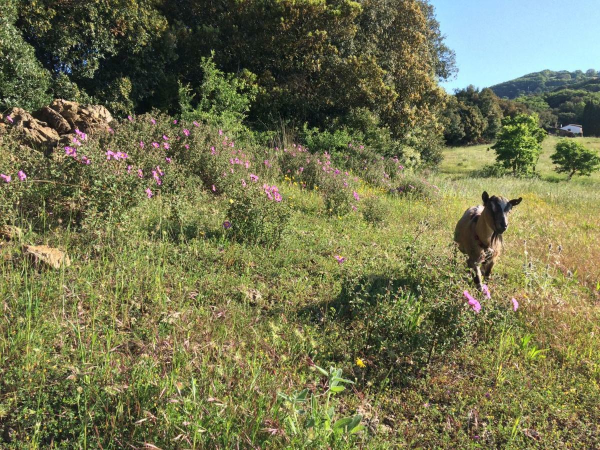 Willa Nocini Di Maremma Tatti Zewnętrze zdjęcie